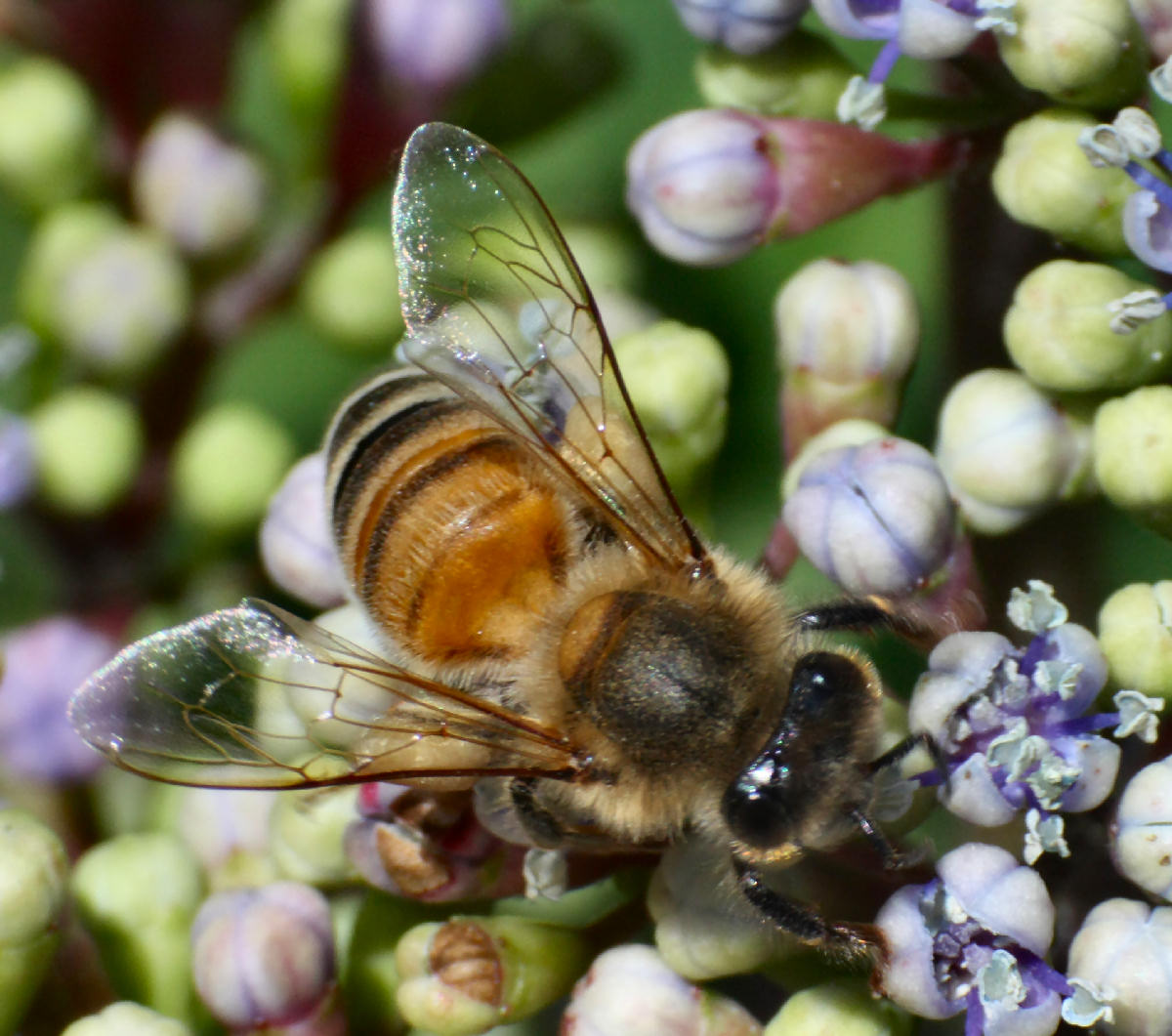 Apis mellifera ??